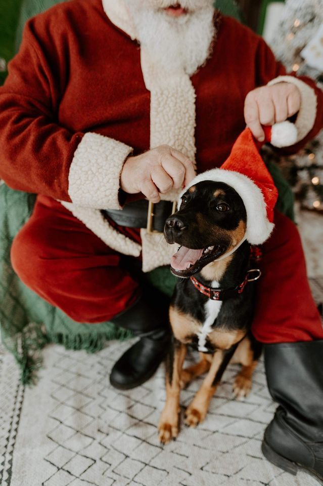 dog photos with santa near bedford, pa