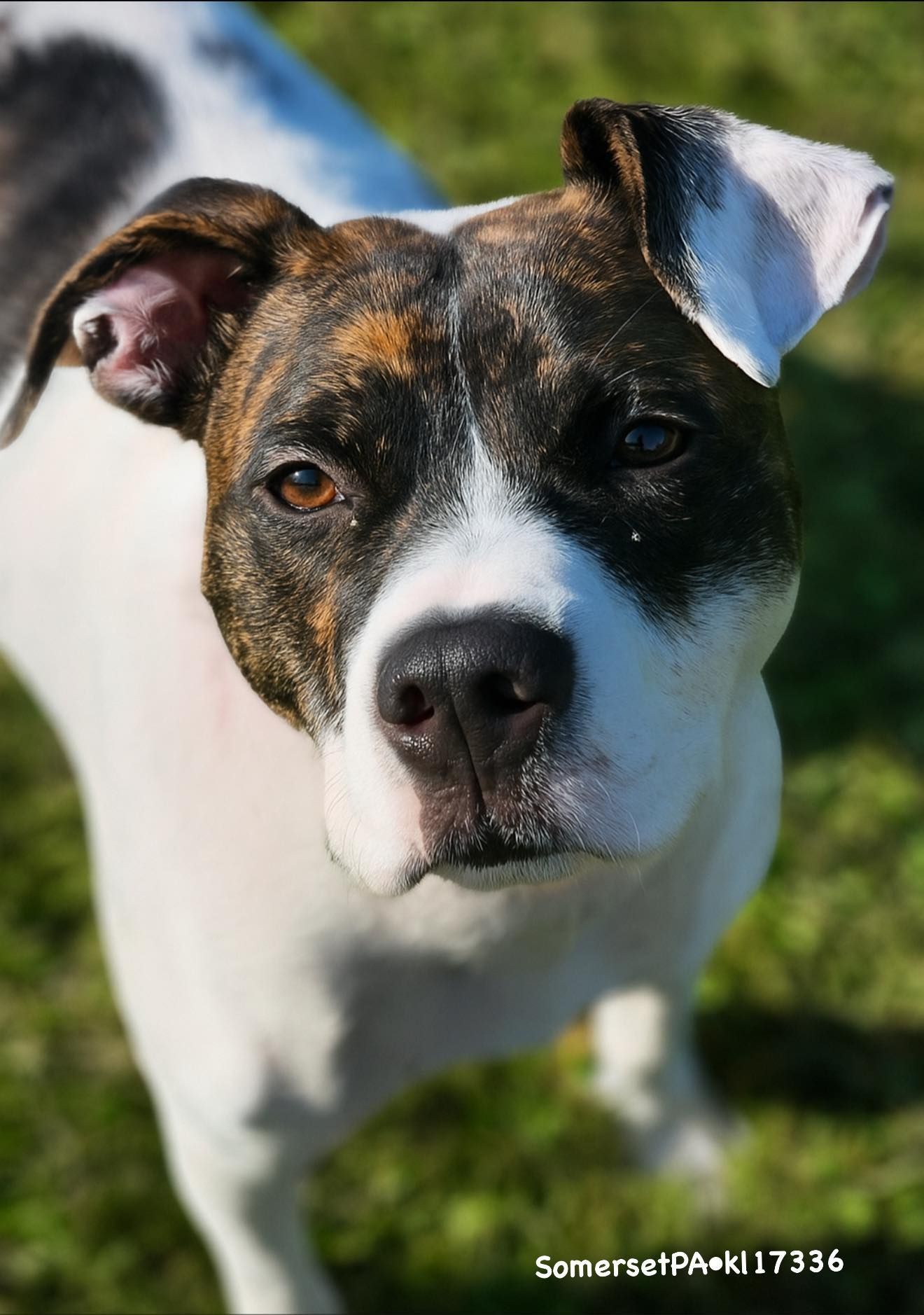 Dog rescues are important because they provide a safe place for dogs in need. These shelters and rescue groups are like second homes to many dogs who would otherwise spend most of their lives in cramped cages or on busy streets. These dogs live much better lives when they are rescued, and itβs our responsibility as pet owners to support organizations like this when we can. If you want to help with rescue efforts, there are plenty of ways you can do so. All you must do is look around your neighborhood and see if there is any need. If you see an abandoned dog or two that does not appear to be well cared for, then it might be time to reach out to a rescue organization. There are organizations all over the country that will happily take in these animals from time to time.