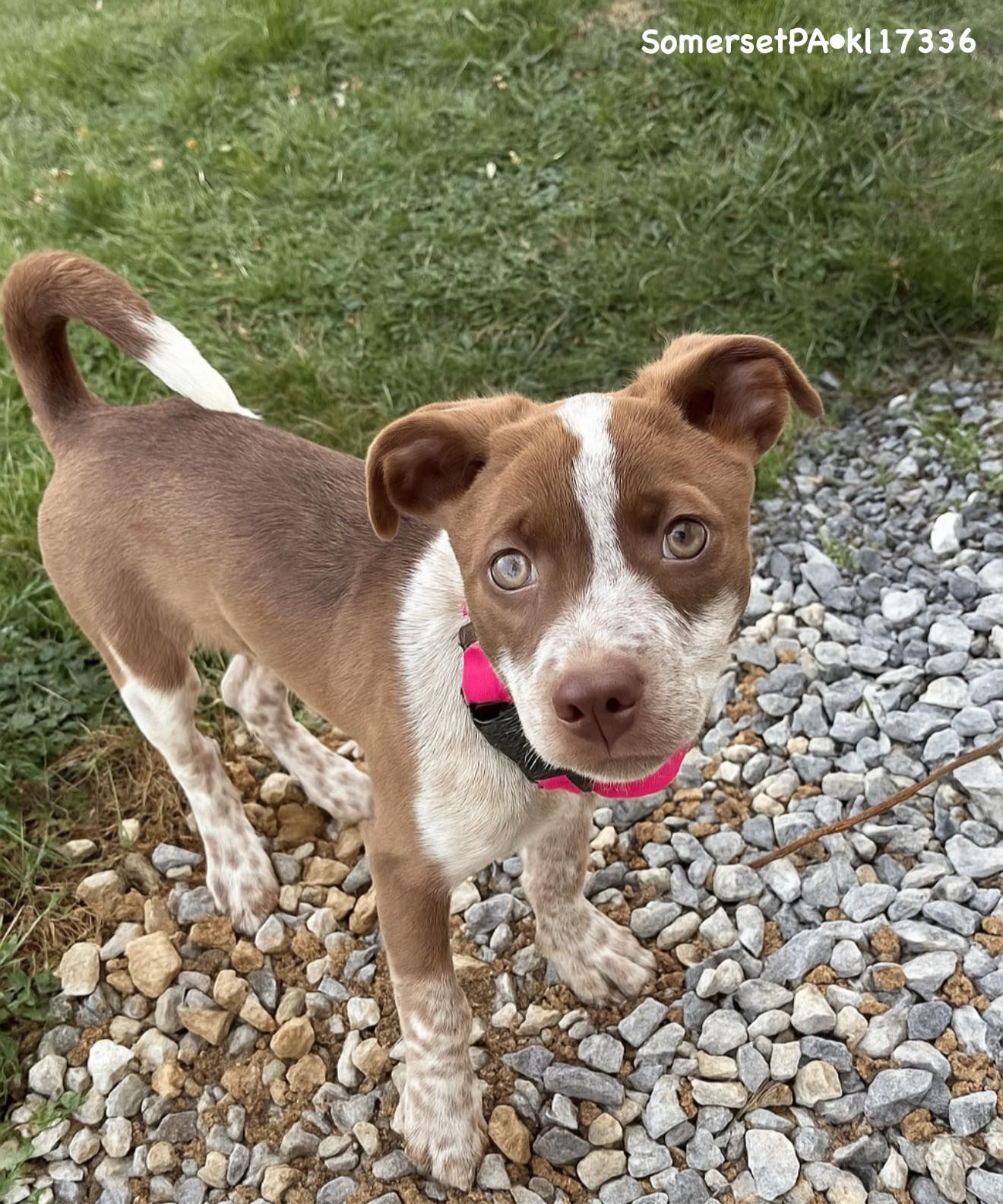 There is no doubt that adopting a dog is an amazing way to bring joy and love into your life. But when you adopt a dog from a local rescue, you are not only saving a life β you are also helping to save the community. By supporting a local dog adoption rescue, you can make a huge impact in the lives of dogs in need. And, in turn, you will be spreading the word about the importance of adopting a rescue dog. There are many ways you can help local rescues: by donating money, volunteering time, fostering, or adopting an animal in need of a home. Whatever it is that you decide to do, by taking action today, you'll be making a difference in someone else's life and helping to save more dogs!