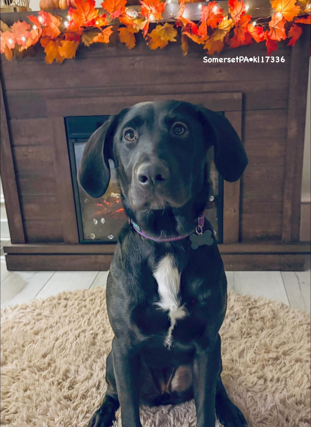 There is no doubt that adopting a dog is an amazing way to bring joy and love into your life. But when you adopt a dog from a local rescue, you are not only saving a life — you are also helping to save the community. By supporting a local dog adoption rescue, you can make a huge impact in the lives of dogs in need. And, in turn, you will be spreading the word about the importance of adopting a rescue dog. There are many ways you can help local rescues: by donating money, volunteering time, fostering, or adopting an animal in need of a home. Whatever it is that you decide to do, by taking action today, you'll be making a difference in someone else's life and helping to save more dogs!