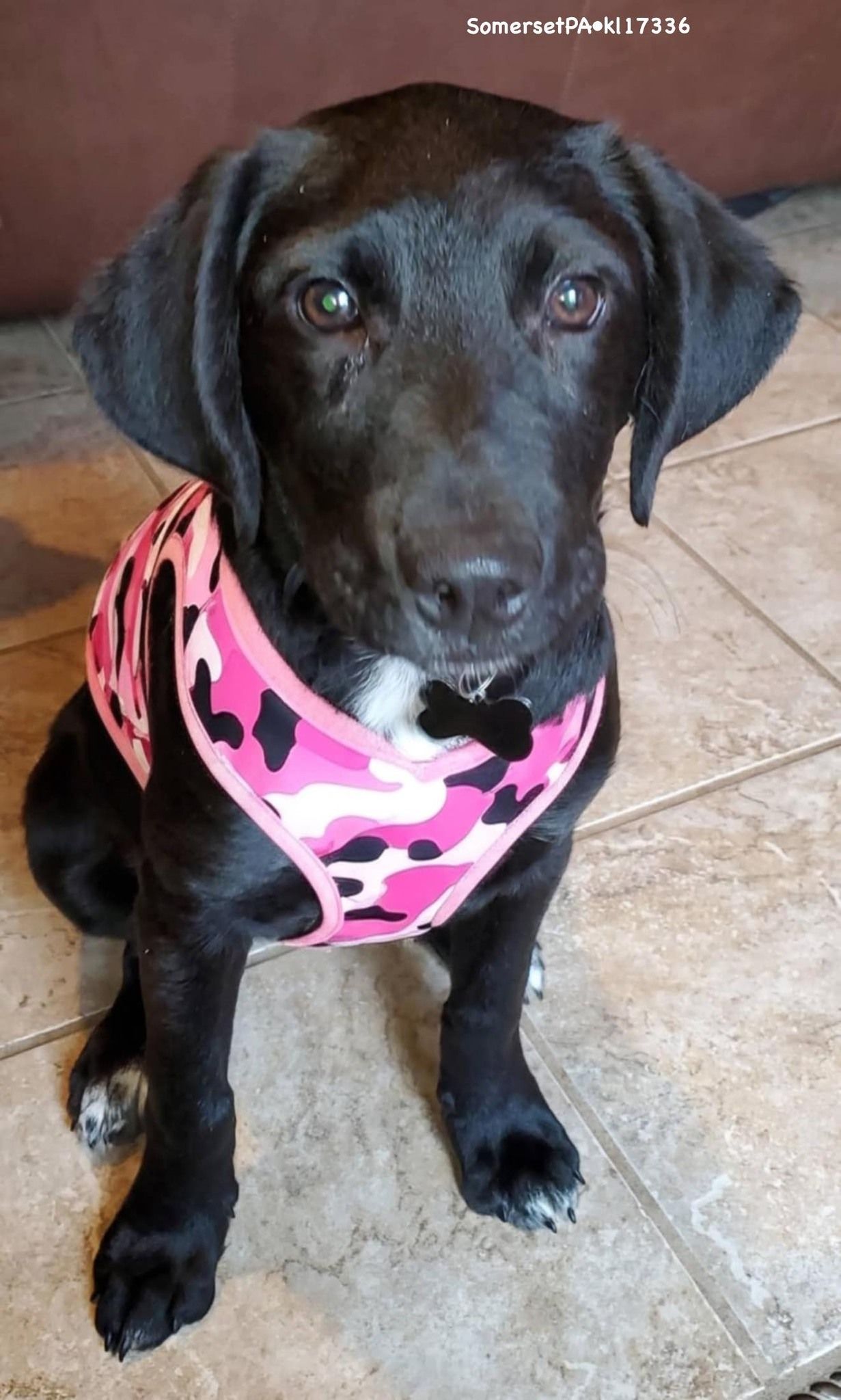 There is no doubt that adopting a dog is an amazing way to bring joy and love into your life. But when you adopt a dog from a local rescue, you are not only saving a life — you are also helping to save the community. By supporting a local dog adoption rescue, you can make a huge impact in the lives of dogs in need. And, in turn, you will be spreading the word about the importance of adopting a rescue dog. There are many ways you can help local rescues: by donating money, volunteering time, fostering, or adopting an animal in need of a home. Whatever it is that you decide to do, by taking action today, you'll be making a difference in someone else's life and helping to save more dogs!