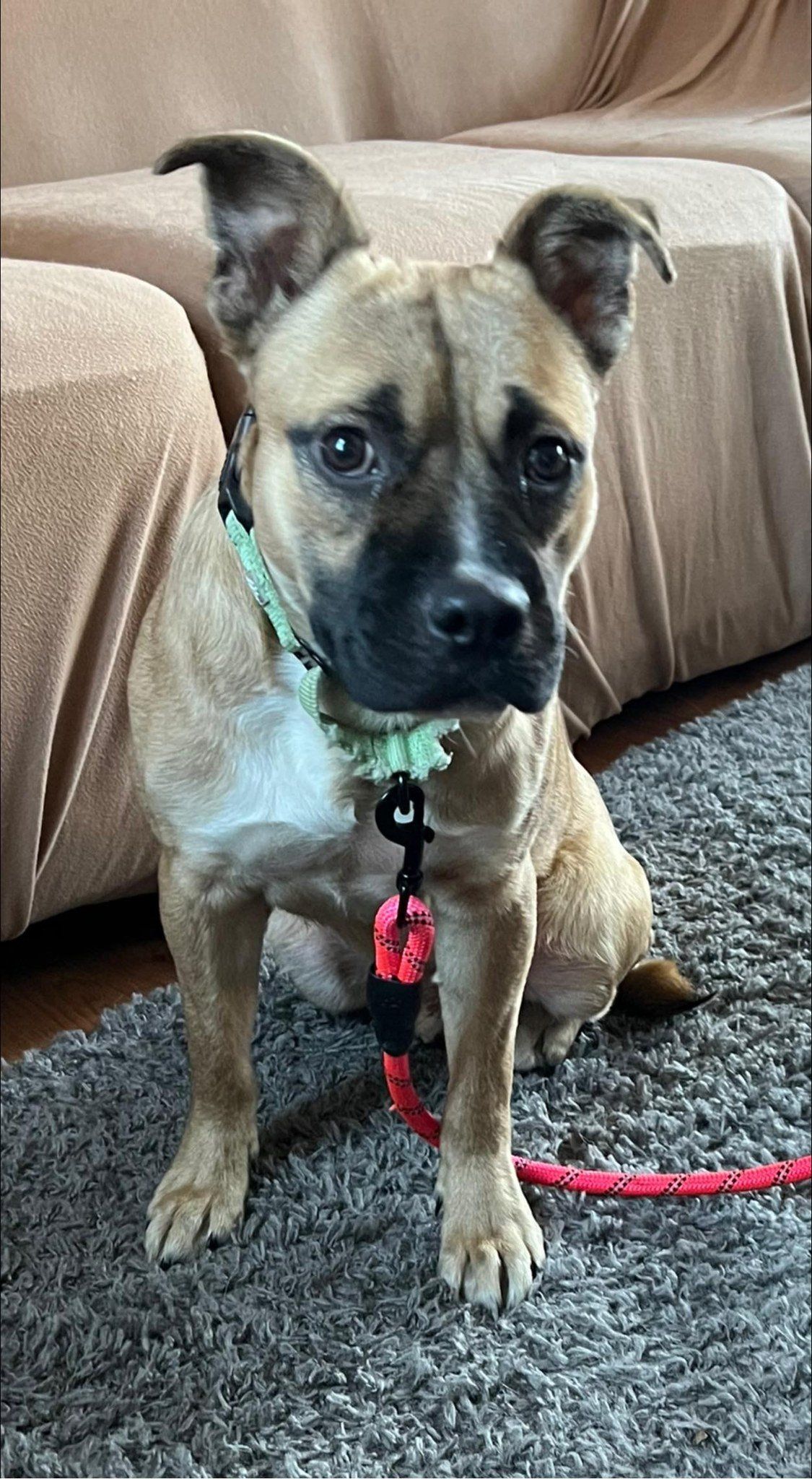 Colby - the dog has arrived at abbys angels