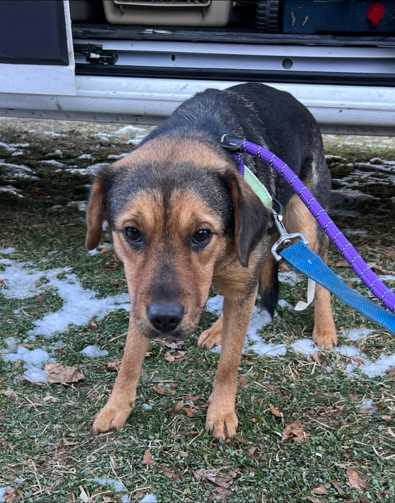 nancy - the dog has arrived at abbys angels