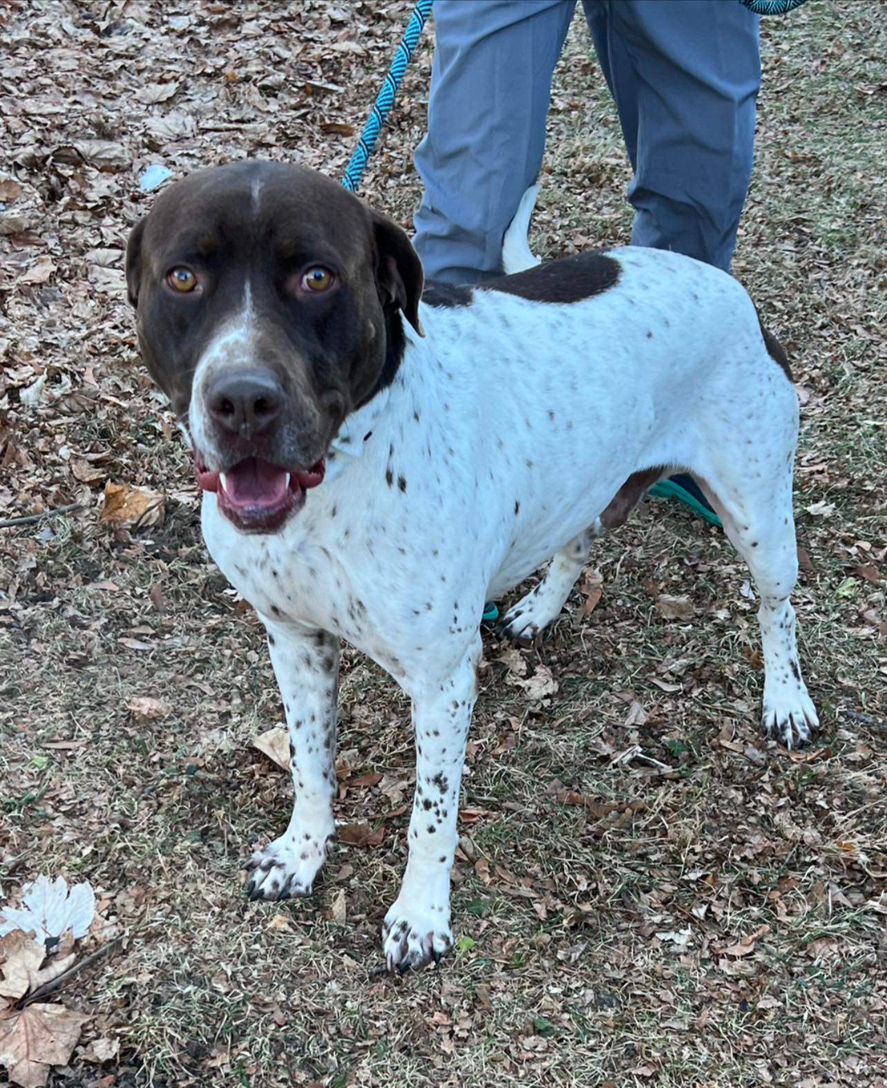 Rip - the dog has arrived at abbys angels