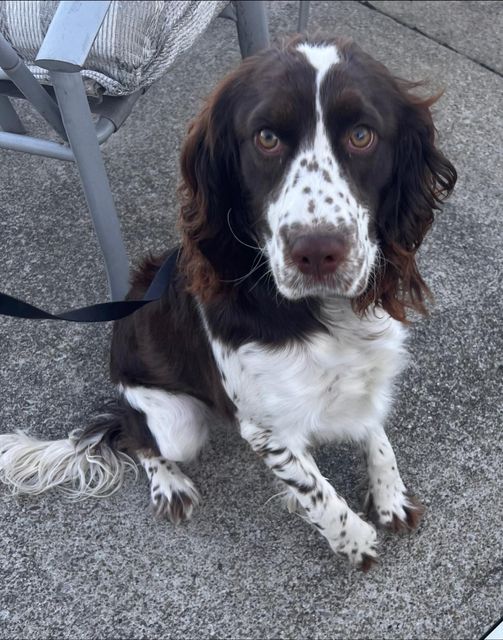 rusty will be available for adoption soon