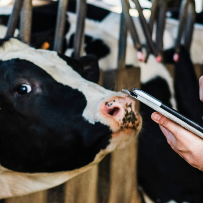 A person is holding a cell phone in front of a cow