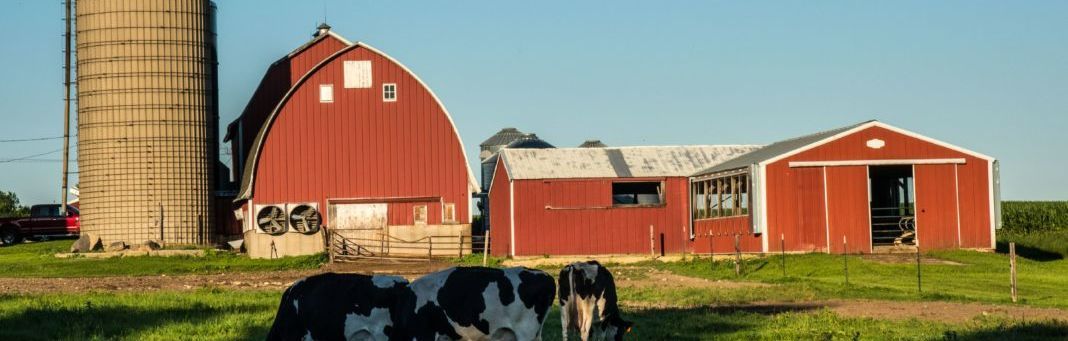 Two cows are standing in front of a red barn.