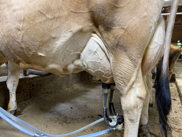 Fresh Cow Somatic Cell Count Monitoring