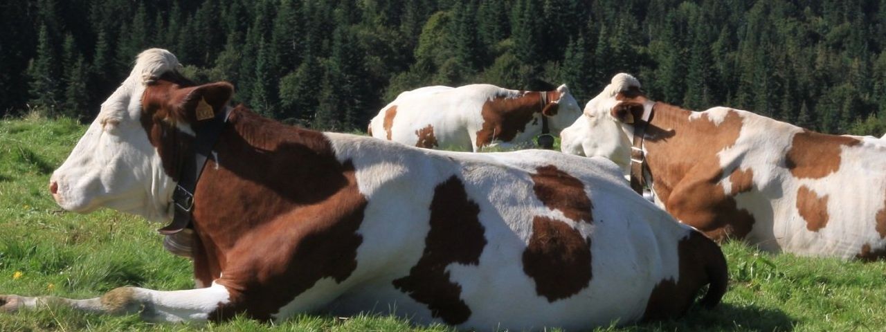 A herd of brown and white cows laying in a grassy field