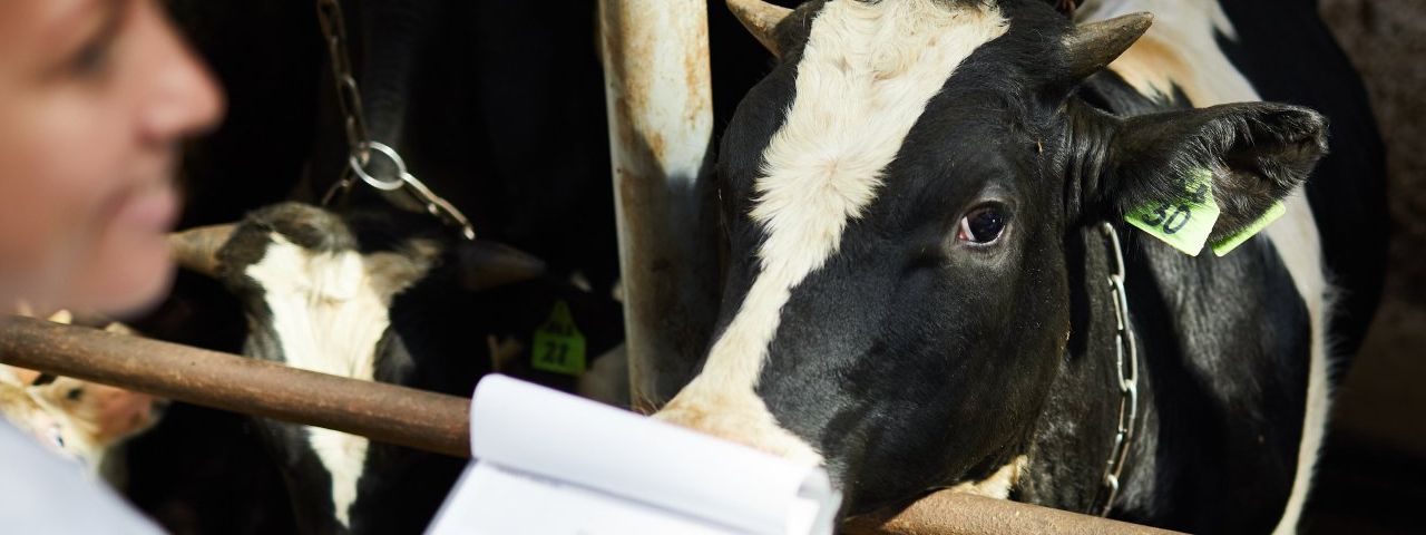 A man is holding a stick in front of a cow