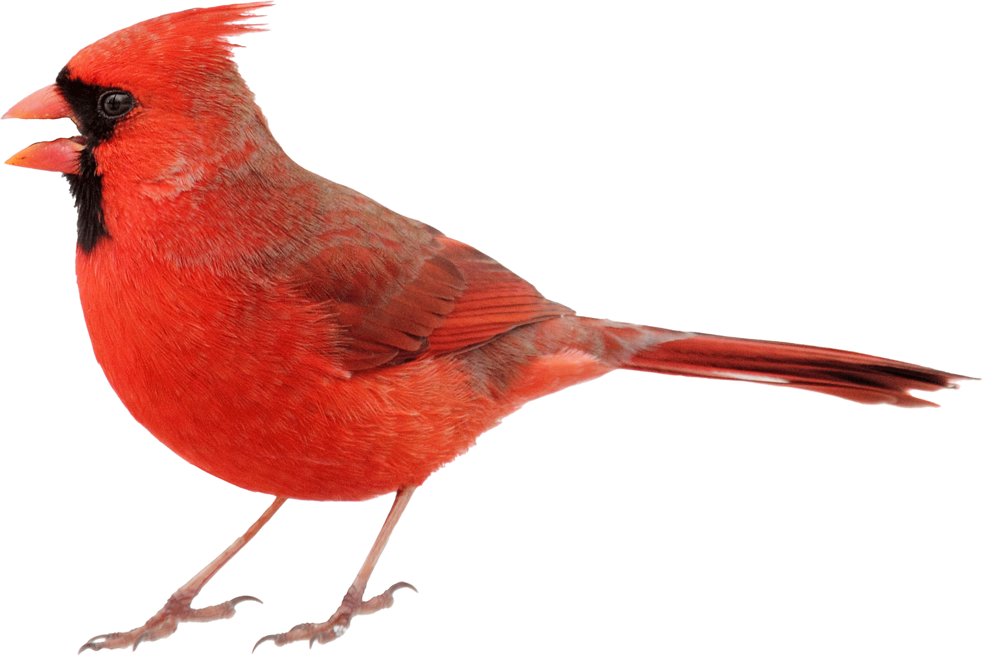 Small Red Cardinal Bird | Fort Wayne, IN | Cardinal