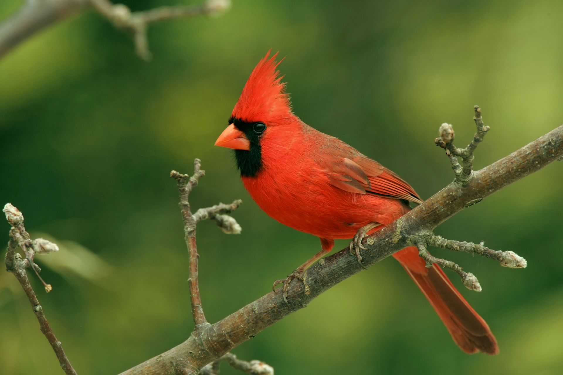 Red Cardinal Bird On The Branch | Fort Wayne, IN | Cardinal