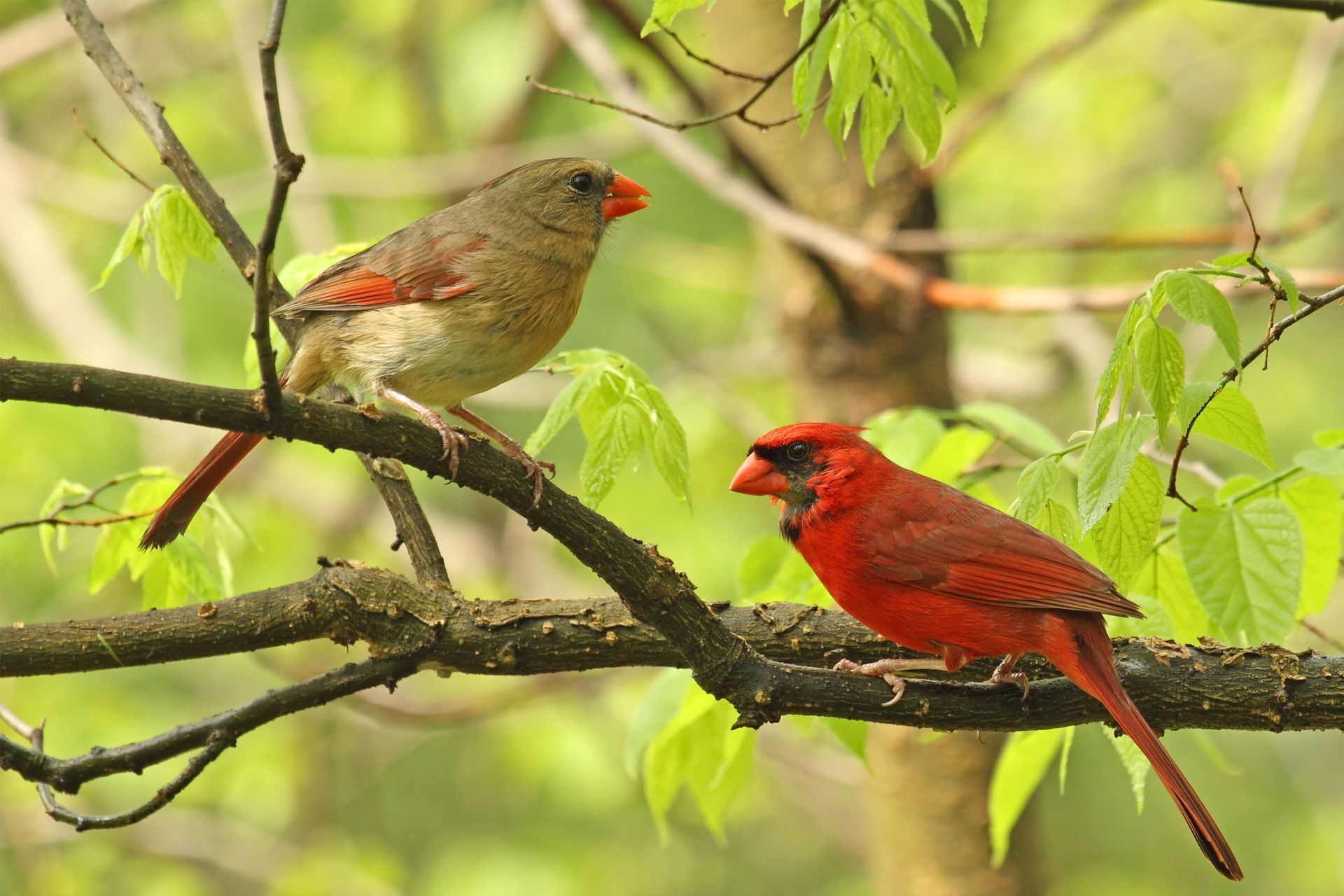 Two Cardinal Bird On The Branch | Fort Wayne, IN | Cardinal
