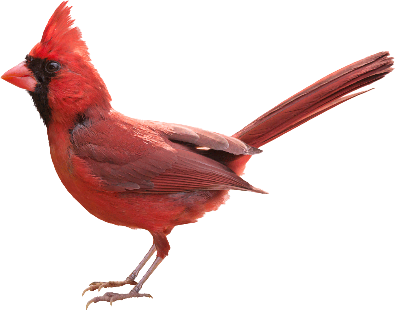 Small Cute Cardinal Bird | Fort Wayne, IN | Cardinal