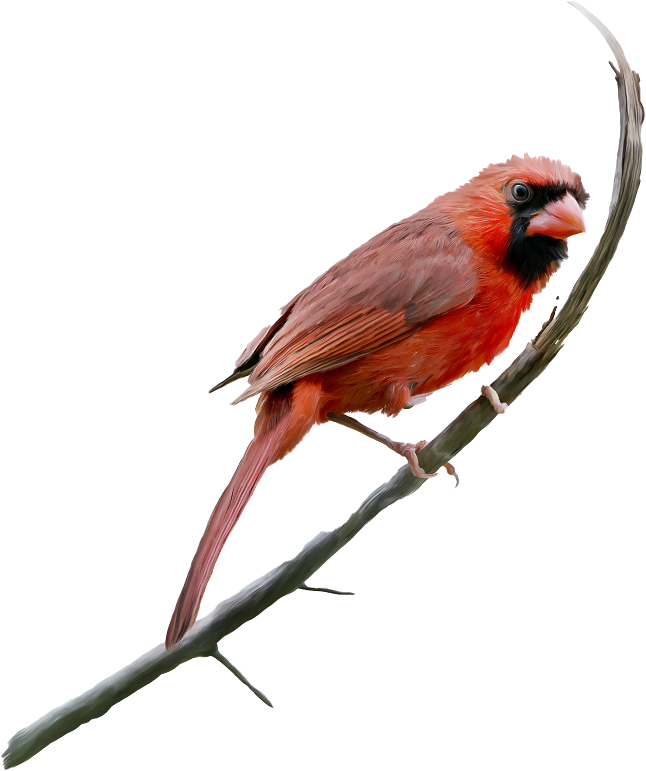 Cardinal Bird In The Branch | Fort Wayne, IN | Cardinal