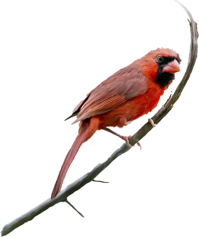 Cardinal Bird In The Branch | Fort Wayne, IN | Cardinal