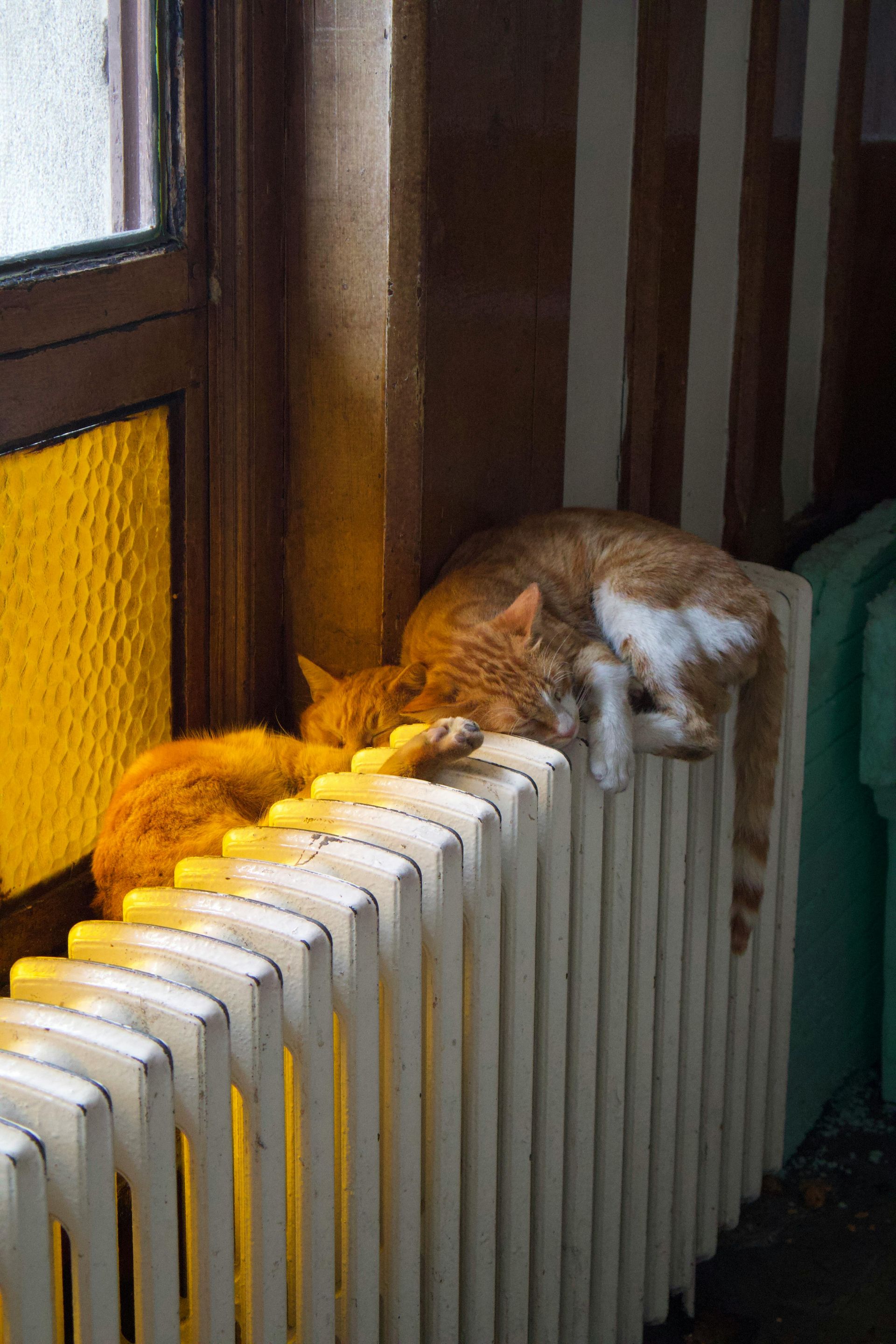 Two orange cats sleeping on a white radiator next to a yellow-tinted window.
