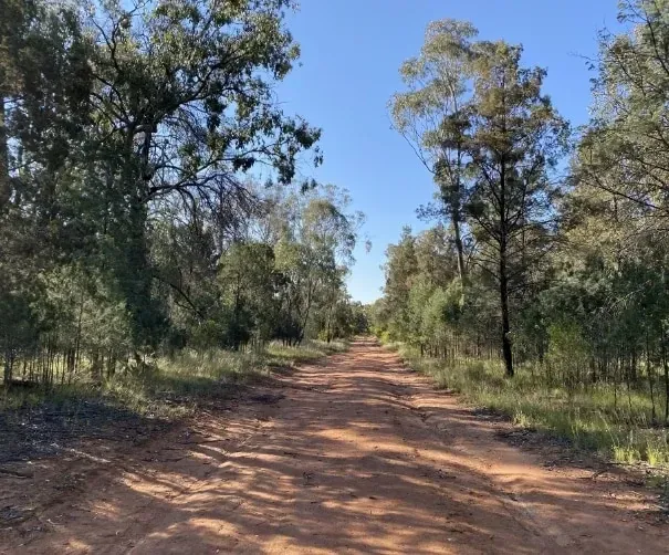 Dirt Path Surrounded by Trees — Family Counselling in Dubbo, NSW