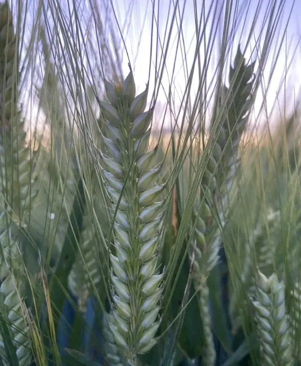 Greenery — Family Counselling in Dubbo, NSW