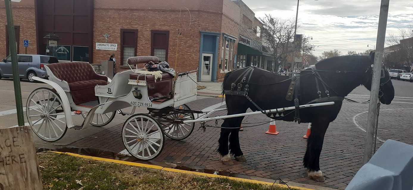 white carriage behind black horse