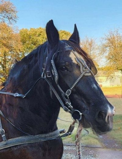 Rocking B Carriage horse Jack