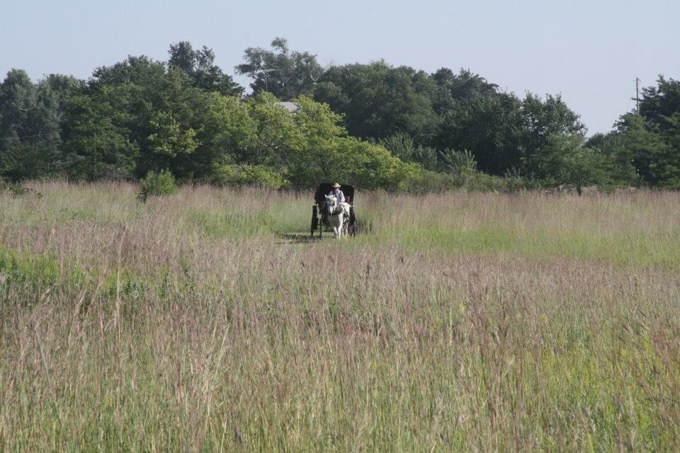 horse drawn carriage ride through green field