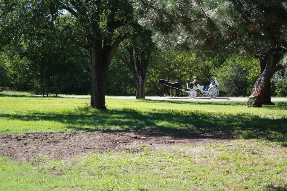 horse drawn carriage ride along tree lined path