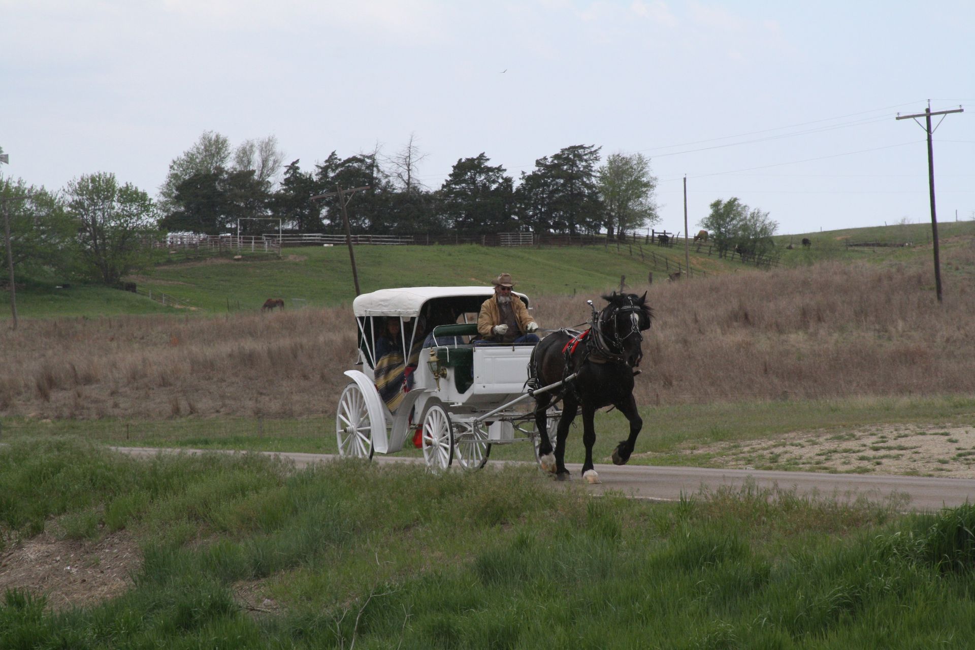 white horse drawn carriage