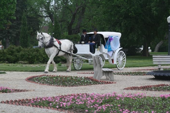 horse drawn carriage ride through blooming flower garden