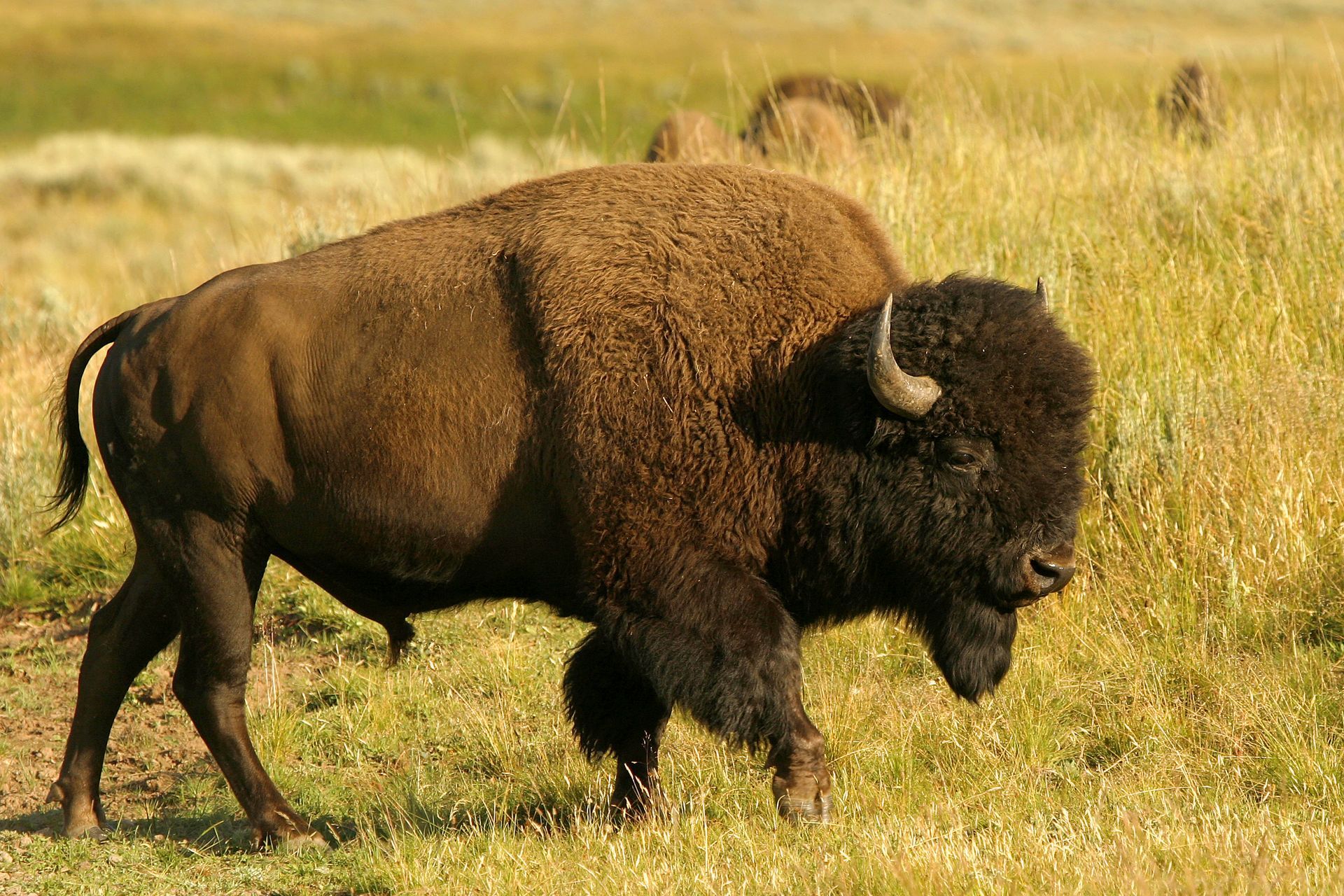 bison in a field in Texas