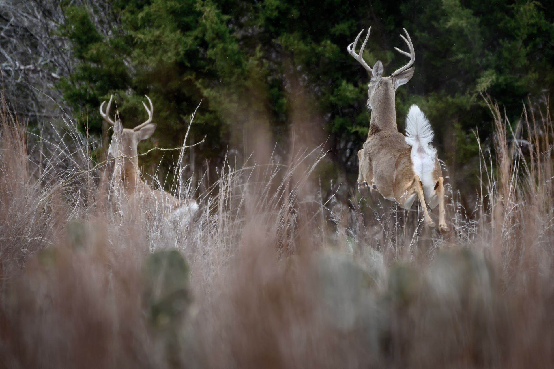 whitetail deer running away from a hunter in Texas