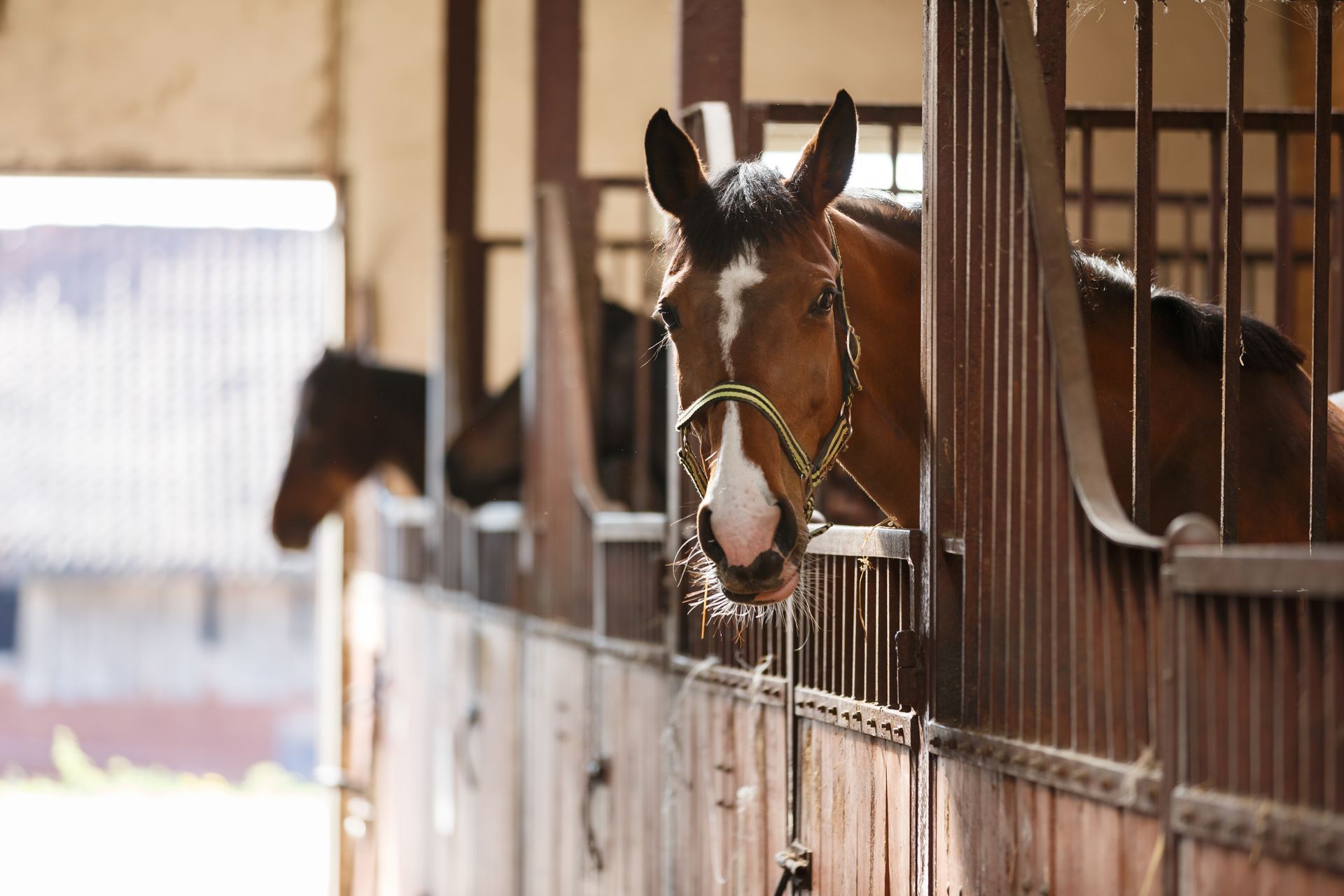 horses in a stable