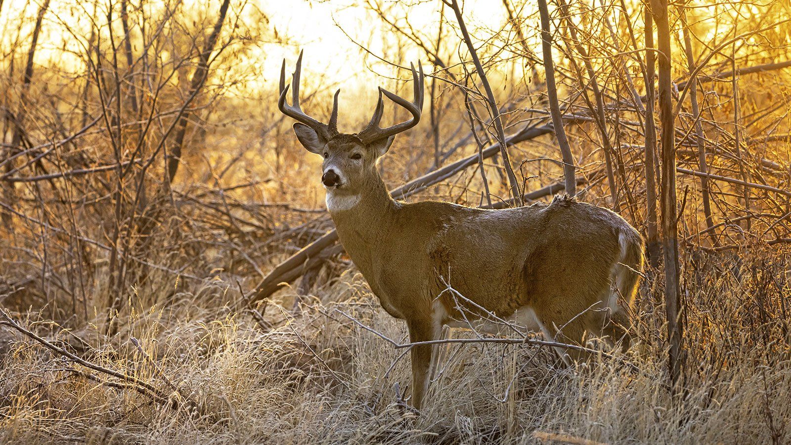 Property for Sale at Ranger Ridge Estates and Preserve | Ranger Ridge