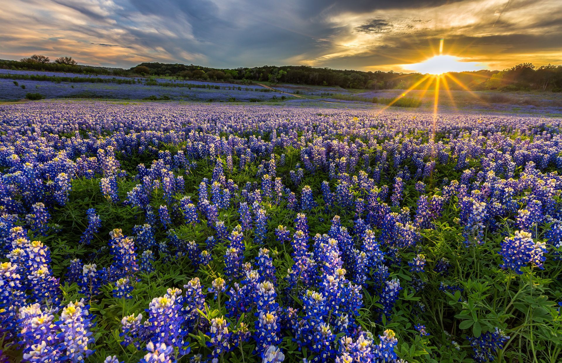 Texas field with blossoming flowers 