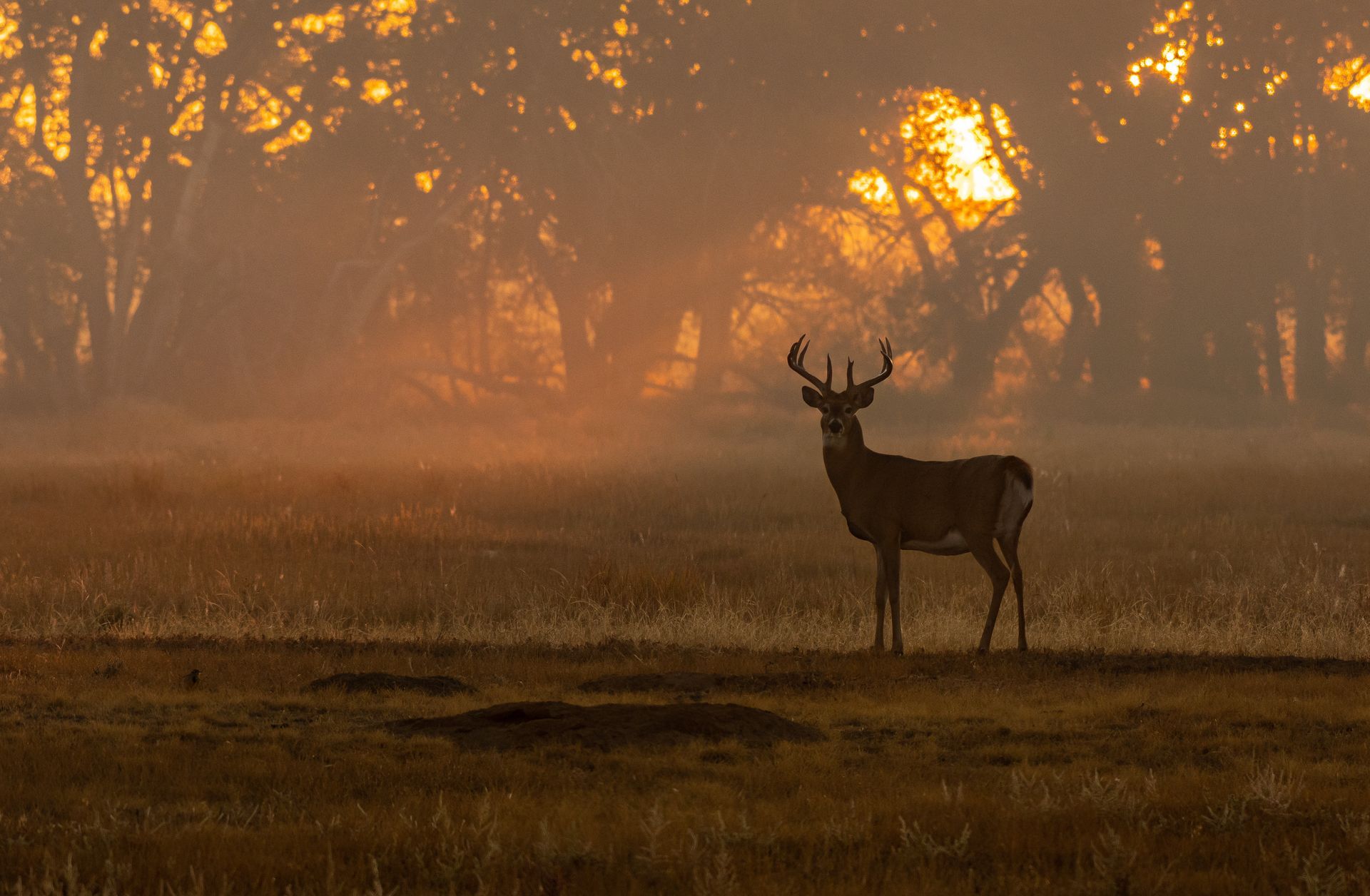 white tail deer hunting in DFW