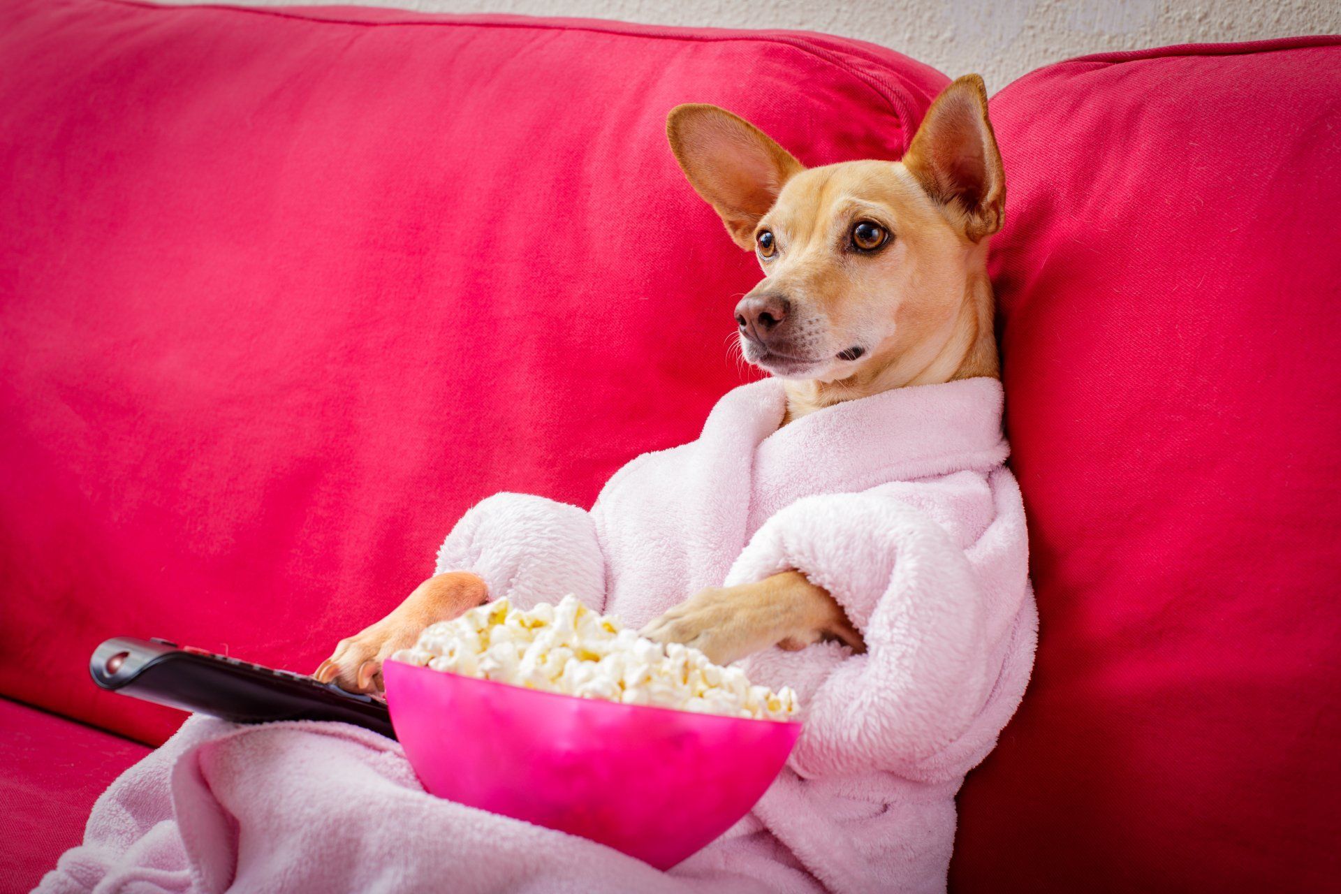 A dog is sitting on a couch with a bowl of popcorn and a remote control.