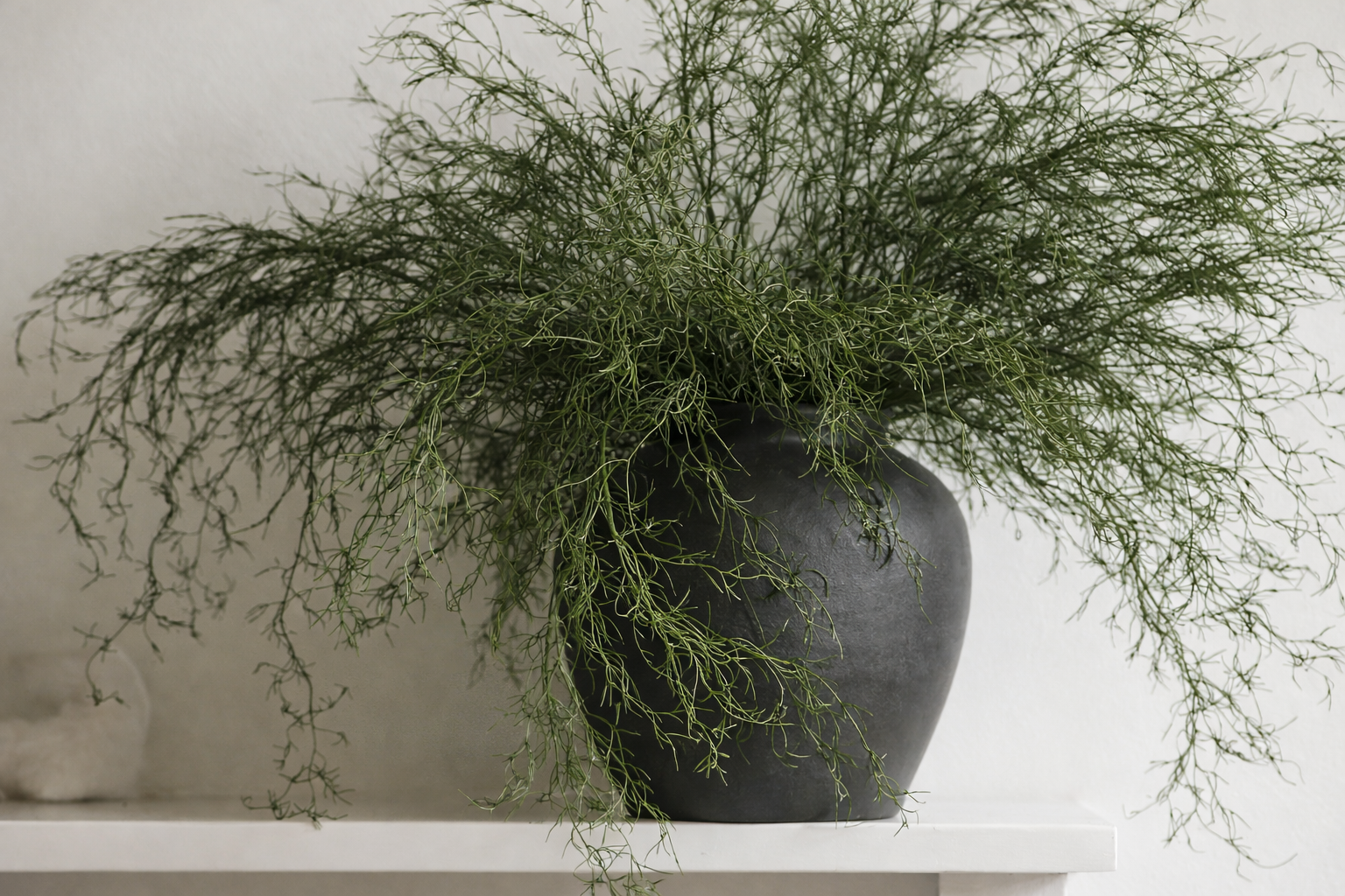 Dark Green Aspar Greenery