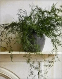 Dark Green Aspar Greenery