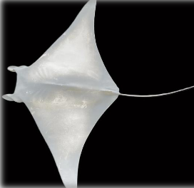 Tampa Ray Wall Mount