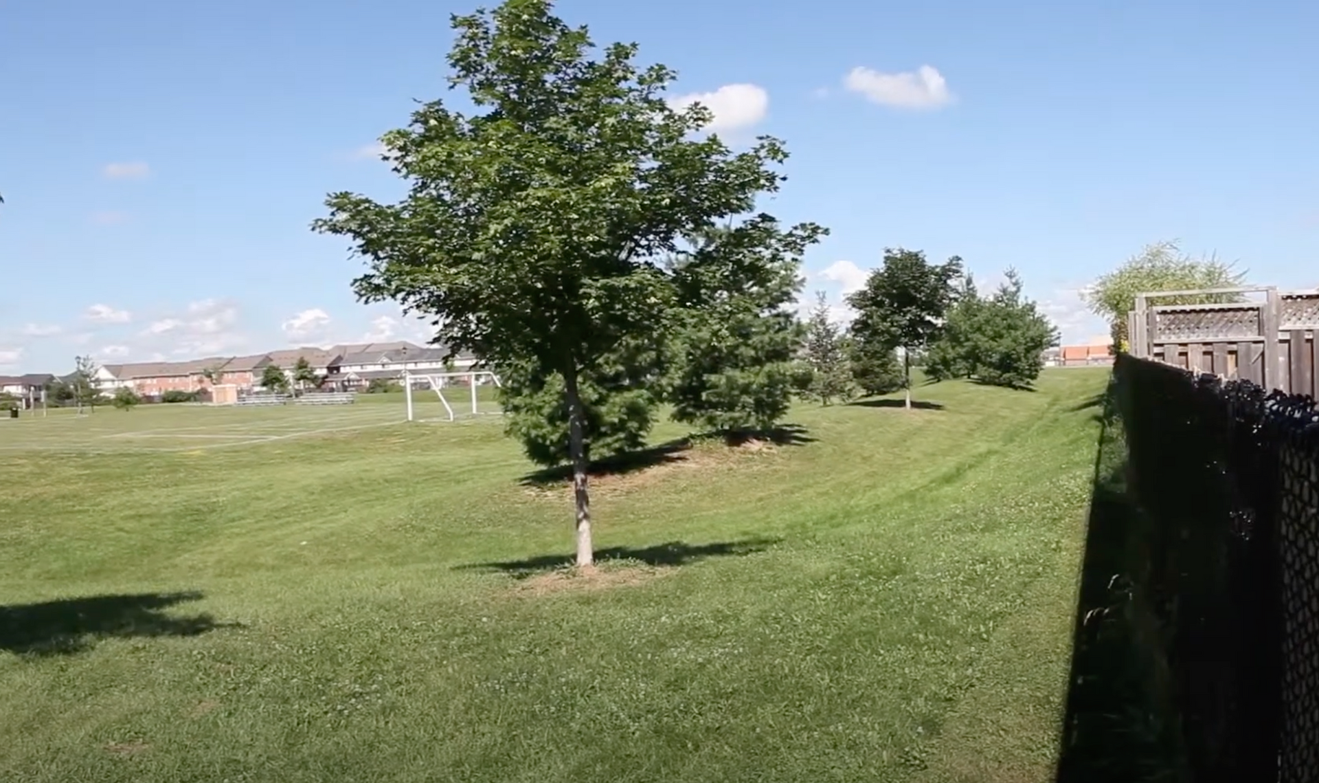A tree is in the middle of a grassy field
