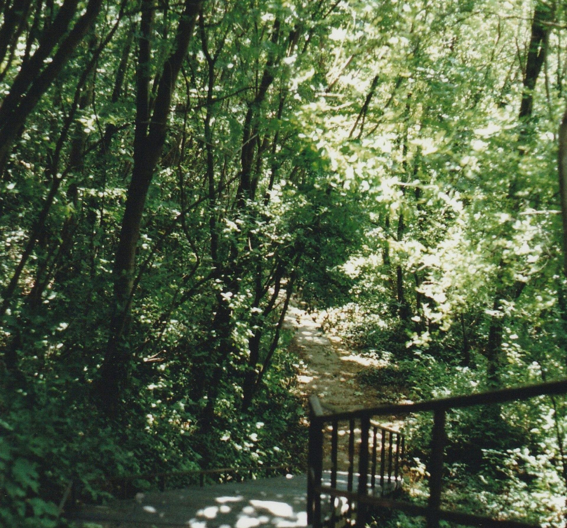 A staircase in the middle of a lush green forest