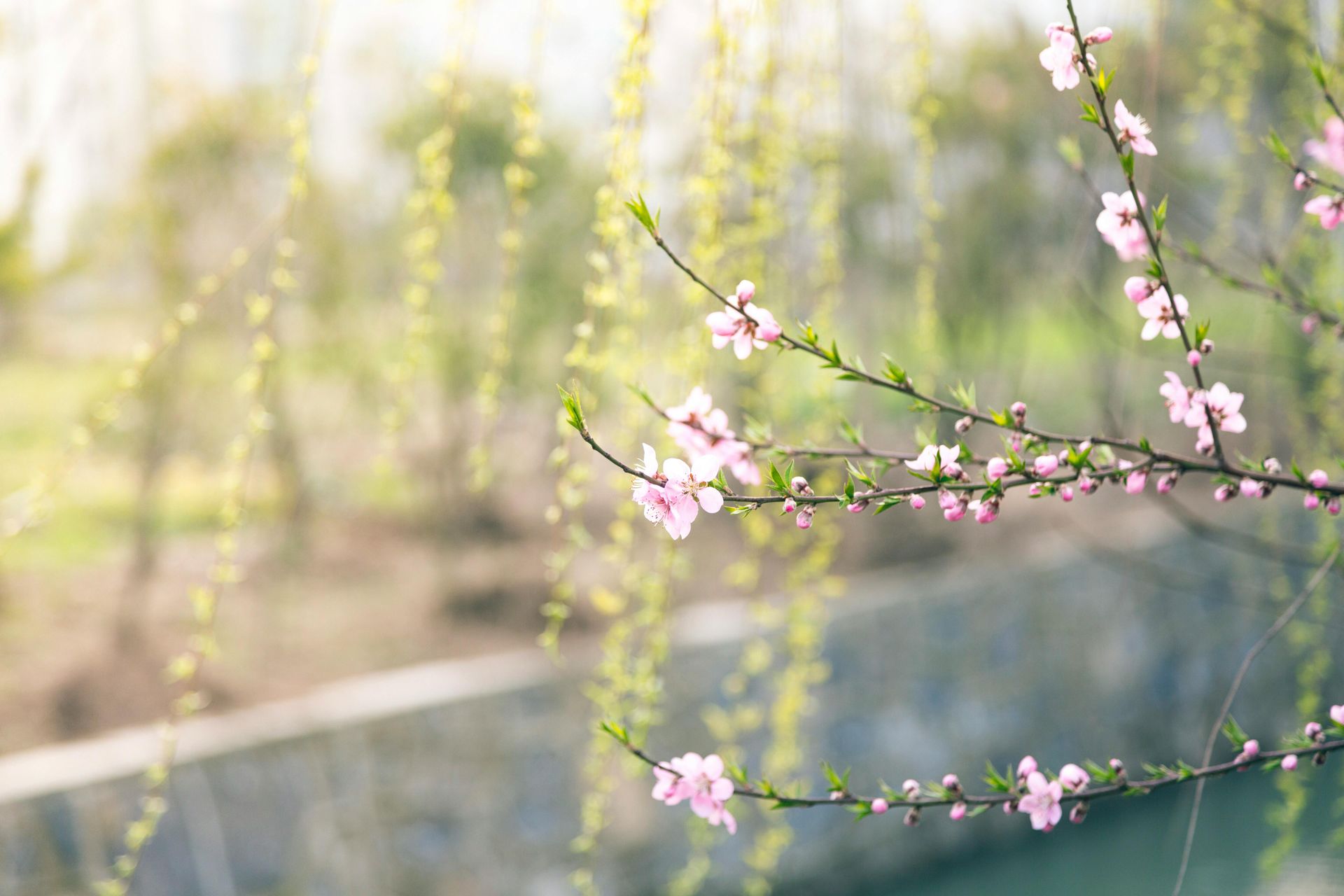 A close up of a cherry blossom tree branch with pink flowers in the spring.