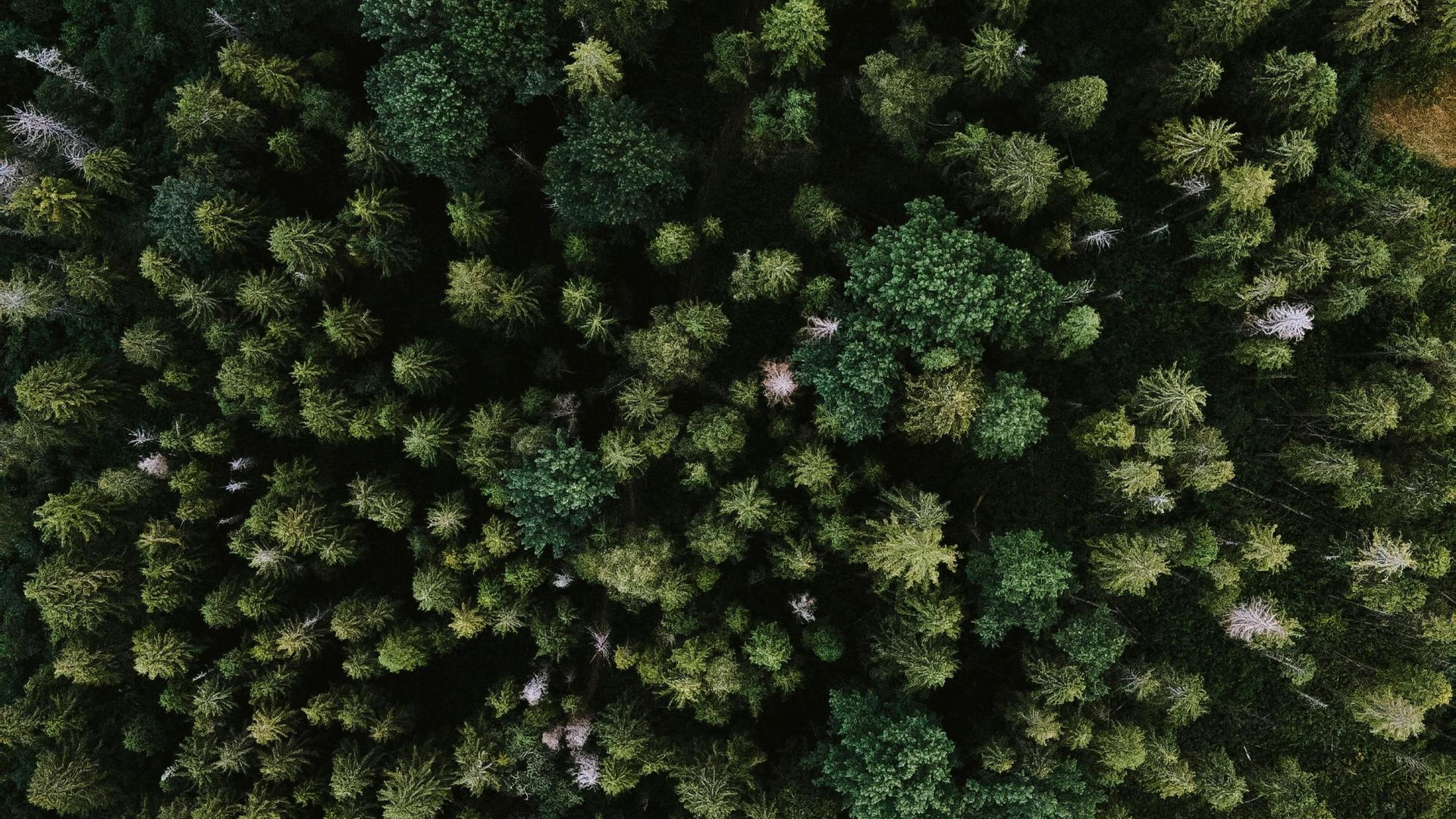 Overhead view of a dense forest canopy, varying shades of green, dappled sunlight.