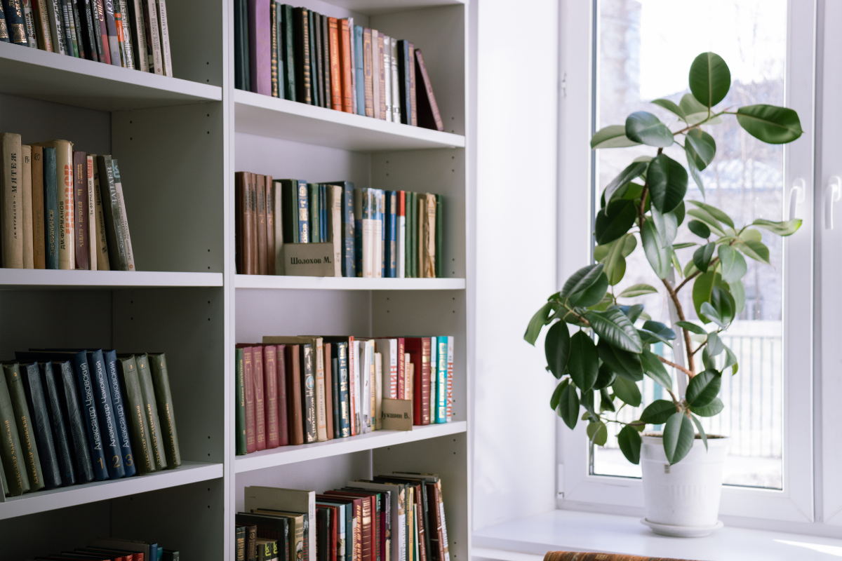 A bookshelf filled with books and a potted plant next to a window.