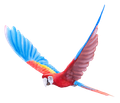 A colorful parrot is flying on a white background