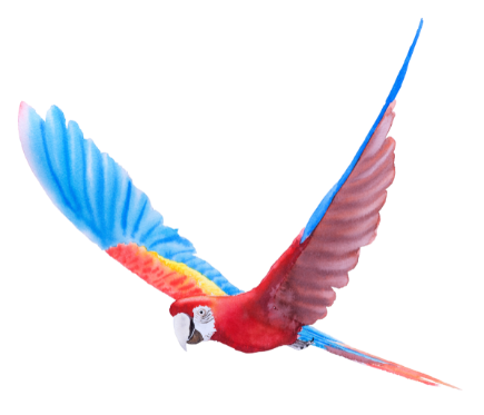 A colorful parrot is flying on a white background