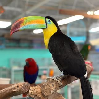A black and yellow toucan perched on a branch