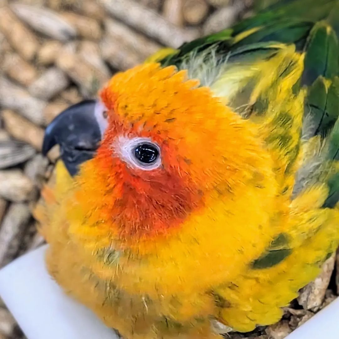 A close up of a yellow and orange parrot with a black beak.