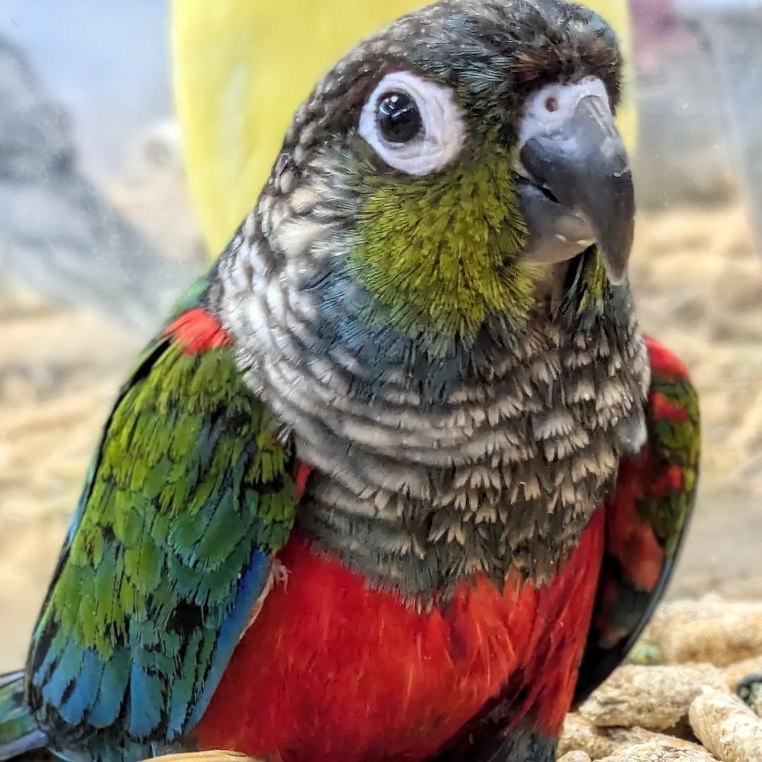A colorful parrot is sitting on a pile of peanuts.