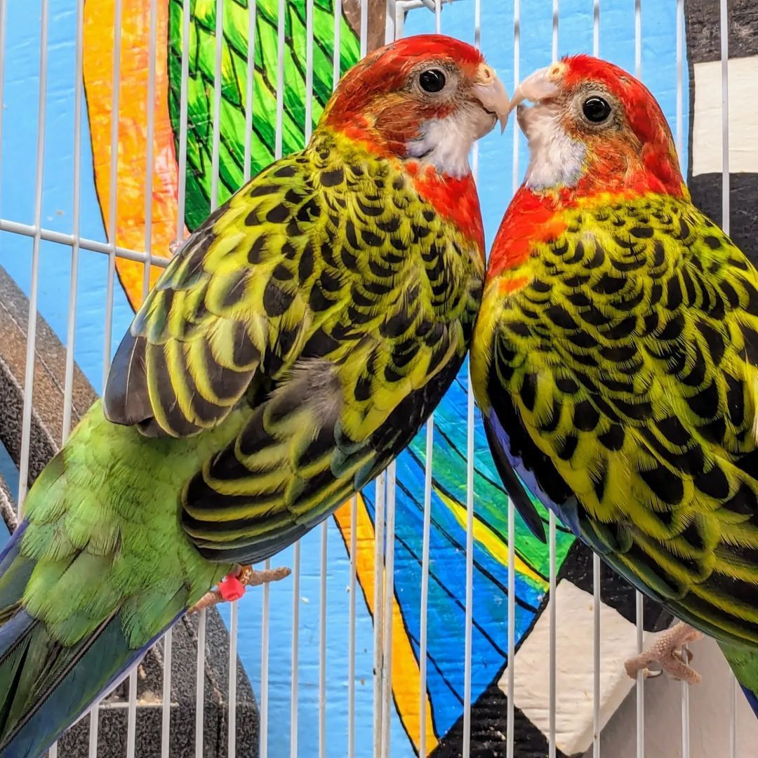 Two colorful birds are sitting next to each other in a cage.